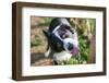 Border Collie Drinking Water from the Fountain-Oneinchpunch-Framed Photographic Print