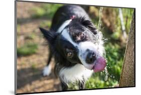 Border Collie Drinking Water from the Fountain-Oneinchpunch-Mounted Photographic Print