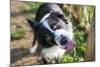 Border Collie Drinking Water from the Fountain-Oneinchpunch-Mounted Photographic Print