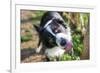 Border Collie Drinking Water from the Fountain-Oneinchpunch-Framed Photographic Print