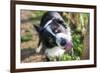 Border Collie Drinking Water from the Fountain-Oneinchpunch-Framed Photographic Print