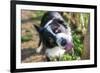 Border Collie Drinking Water from the Fountain-Oneinchpunch-Framed Photographic Print