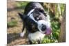 Border Collie Drinking Water from the Fountain-Oneinchpunch-Mounted Photographic Print