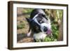 Border Collie Drinking Water from the Fountain-Oneinchpunch-Framed Photographic Print