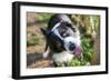 Border Collie Drinking Water from the Fountain-Oneinchpunch-Framed Photographic Print