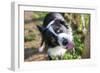 Border Collie Drinking Water from the Fountain-Oneinchpunch-Framed Photographic Print