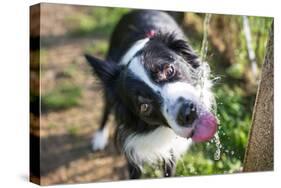Border Collie Drinking Water from the Fountain-Oneinchpunch-Stretched Canvas