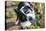 Border Collie Drinking Water from the Fountain-Oneinchpunch-Stretched Canvas