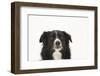 Border Collie Face Portrait-Mark Taylor-Framed Photographic Print