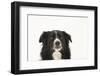 Border Collie Face Portrait-Mark Taylor-Framed Photographic Print