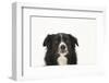 Border Collie Face Portrait-Mark Taylor-Framed Photographic Print