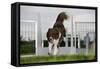 Border Collie Flyball-null-Framed Stretched Canvas