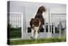 Border Collie Flyball-null-Stretched Canvas