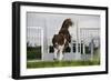 Border Collie Flyball-null-Framed Photographic Print