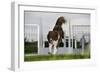 Border Collie Flyball-null-Framed Photographic Print