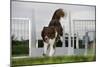 Border Collie Flyball-null-Mounted Photographic Print