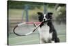 Border Collie Holding Tennis Racket-null-Stretched Canvas