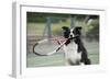 Border Collie Holding Tennis Racket-null-Framed Premium Photographic Print