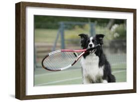 Border Collie Holding Tennis Racket-null-Framed Photographic Print