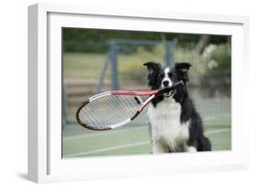 Border Collie Holding Tennis Racket-null-Framed Photographic Print