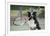 Border Collie Holding Tennis Racket-null-Framed Photographic Print