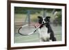 Border Collie Holding Tennis Racket-null-Framed Photographic Print