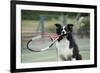 Border Collie Holding Tennis Racket-null-Framed Photographic Print