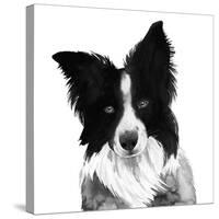 Border Collie I-Grace Popp-Stretched Canvas