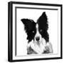 Border Collie I-Grace Popp-Framed Art Print