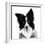 Border Collie I-Grace Popp-Framed Art Print