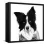 Border Collie I-Grace Popp-Framed Stretched Canvas