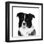 Border Collie II-Grace Popp-Framed Art Print