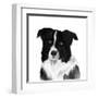 Border Collie II-Grace Popp-Framed Art Print