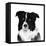 Border Collie II-Grace Popp-Framed Stretched Canvas