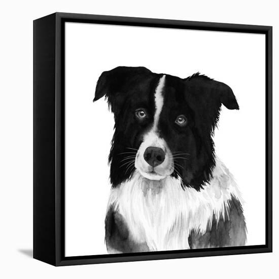 Border Collie II-Grace Popp-Framed Stretched Canvas