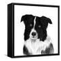 Border Collie II-Grace Popp-Framed Stretched Canvas