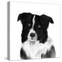 Border Collie II-Grace Popp-Stretched Canvas