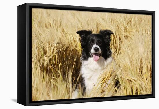 Border Collie in Field-null-Framed Stretched Canvas