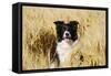 Border Collie in Field-null-Framed Stretched Canvas