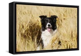 Border Collie in Field-null-Framed Stretched Canvas