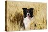 Border Collie in Field-null-Stretched Canvas