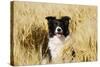 Border Collie in Field-null-Stretched Canvas