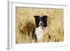 Border Collie in Field-null-Framed Photographic Print
