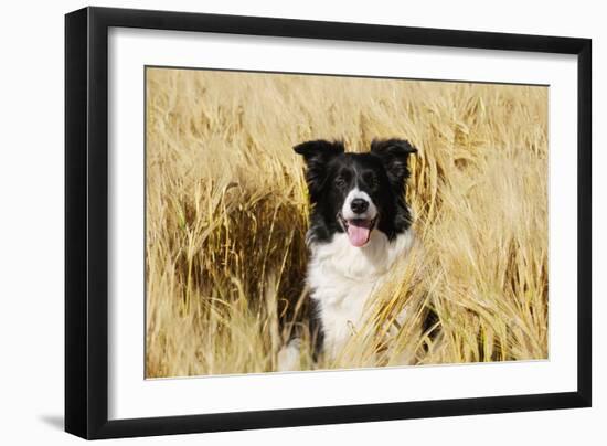 Border Collie in Field-null-Framed Photographic Print