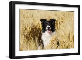 Border Collie in Field-null-Framed Photographic Print