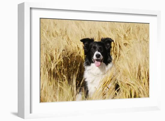 Border Collie in Field-null-Framed Photographic Print