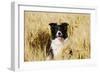 Border Collie in Field-null-Framed Photographic Print