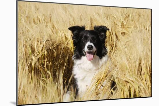 Border Collie in Field-null-Mounted Photographic Print