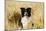 Border Collie in Field-null-Mounted Photographic Print
