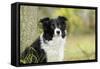 Border Collie in Front of Tree-null-Framed Stretched Canvas
